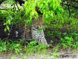 Safari in Chobe National Park