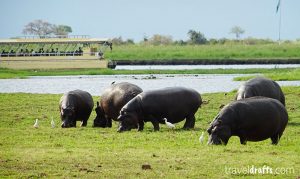 River Safari in the Chobe National Park
