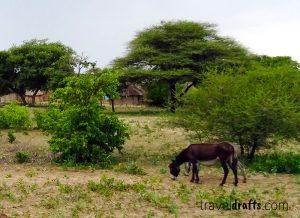 Botswana quick facts and useful information