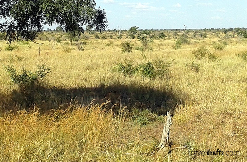 Full day Game Drive inside Kruger