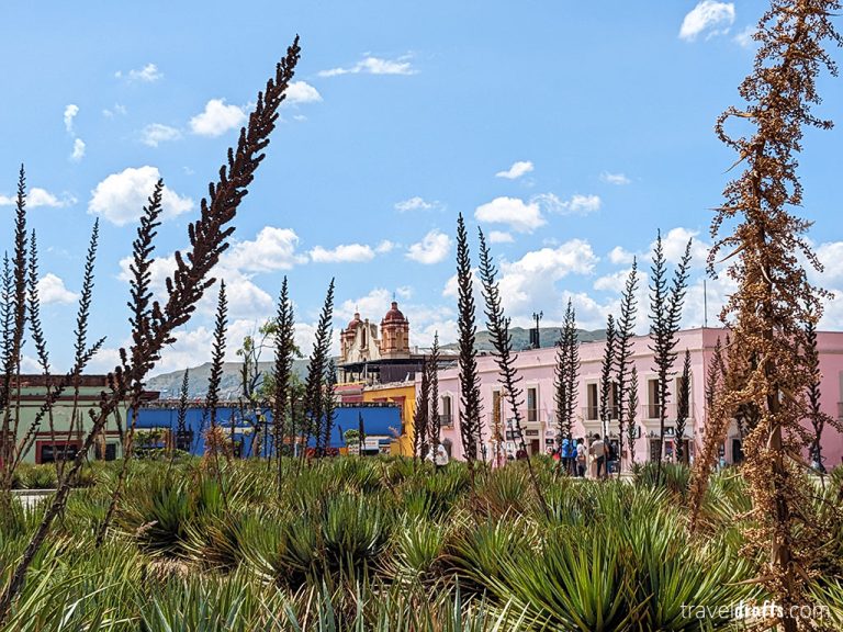 Tall, thorny agave plants grow in the foreground—a nod to Oaxaca's fame—with pink and blue colonial-style buildings and a domed church in the background, under a blue sky with scattered clouds.
