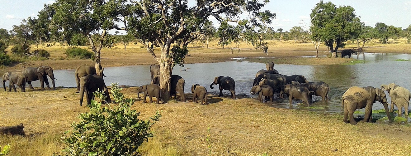 Elephants in the Kruger National Park