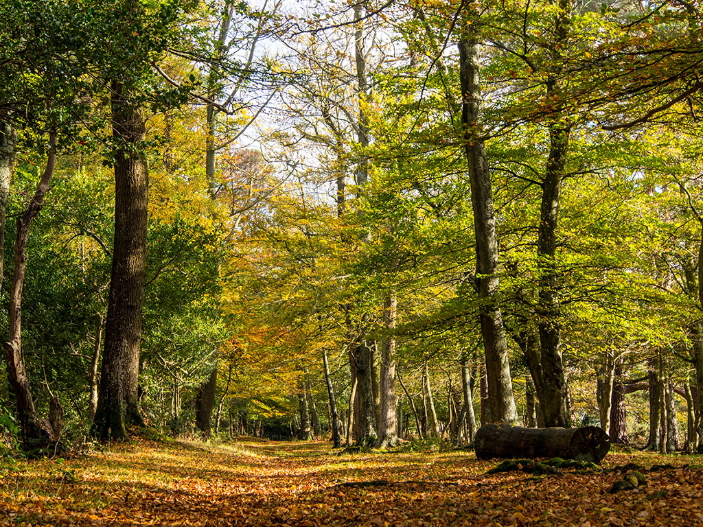 A sunlit forest scene, with tall trees and a leaf-covered path, evokes the charm of peaceful retreats in the UK, as sunlight filters through the branches, casting soft patches of light and shadow over a large tree trunk in the foreground on the right.